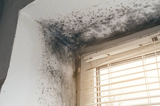 Affordable Commercial Mold Remediation solutions in Basking Ridge, NJ